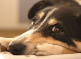 doggie